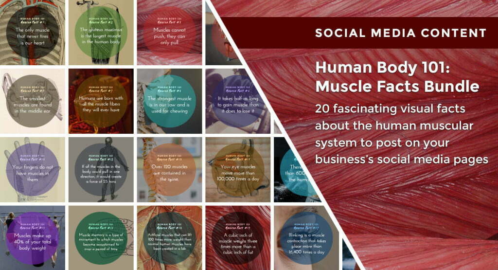 Human Body 101: Muscle Facts Bundle | By Healthinomics Human Body 101: Muscle Facts Bundle | By Healthinomics