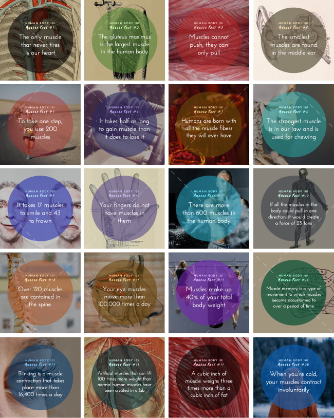 Human Body 101: Muscle Facts Bundle 1 Human Body 101: Muscle Facts Bundle | By Healthinomics