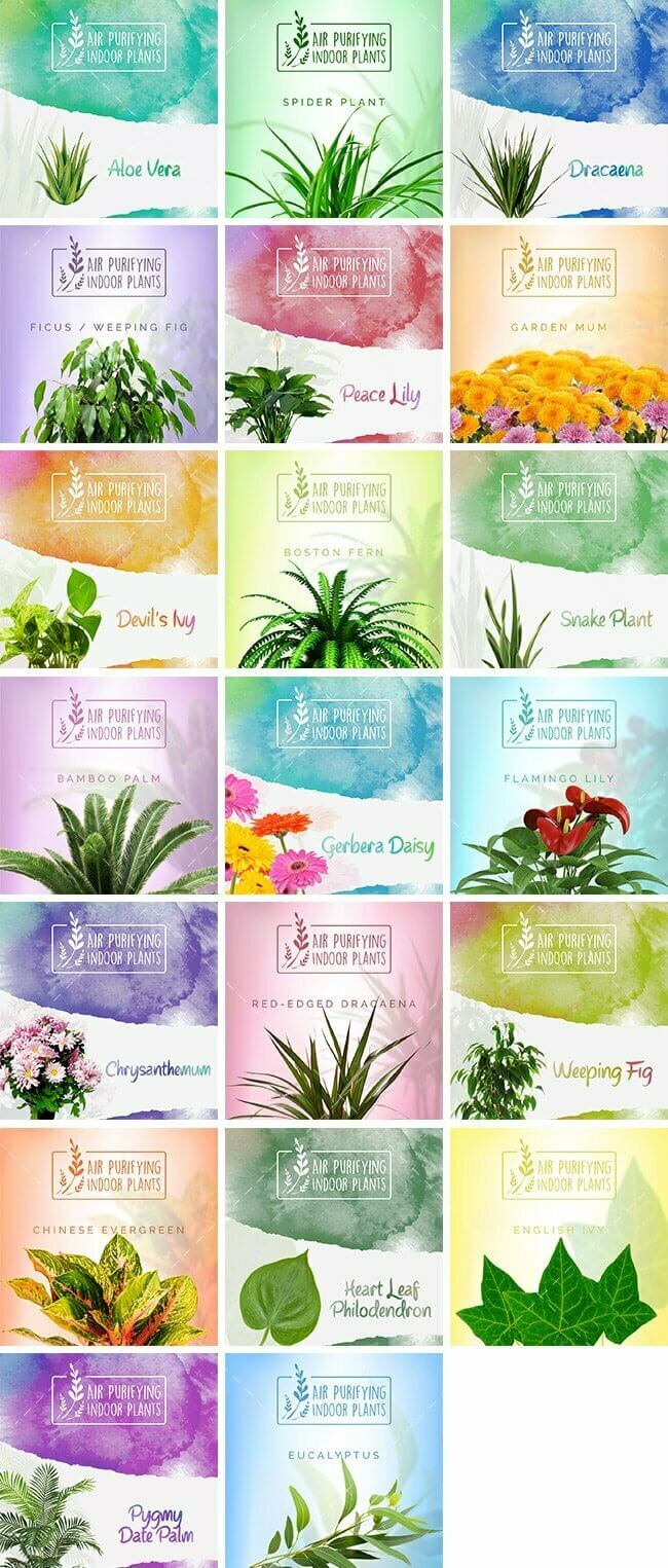 Social Media Images – Air Purifying Indoor Plants Bundle | Healthinomics.com
