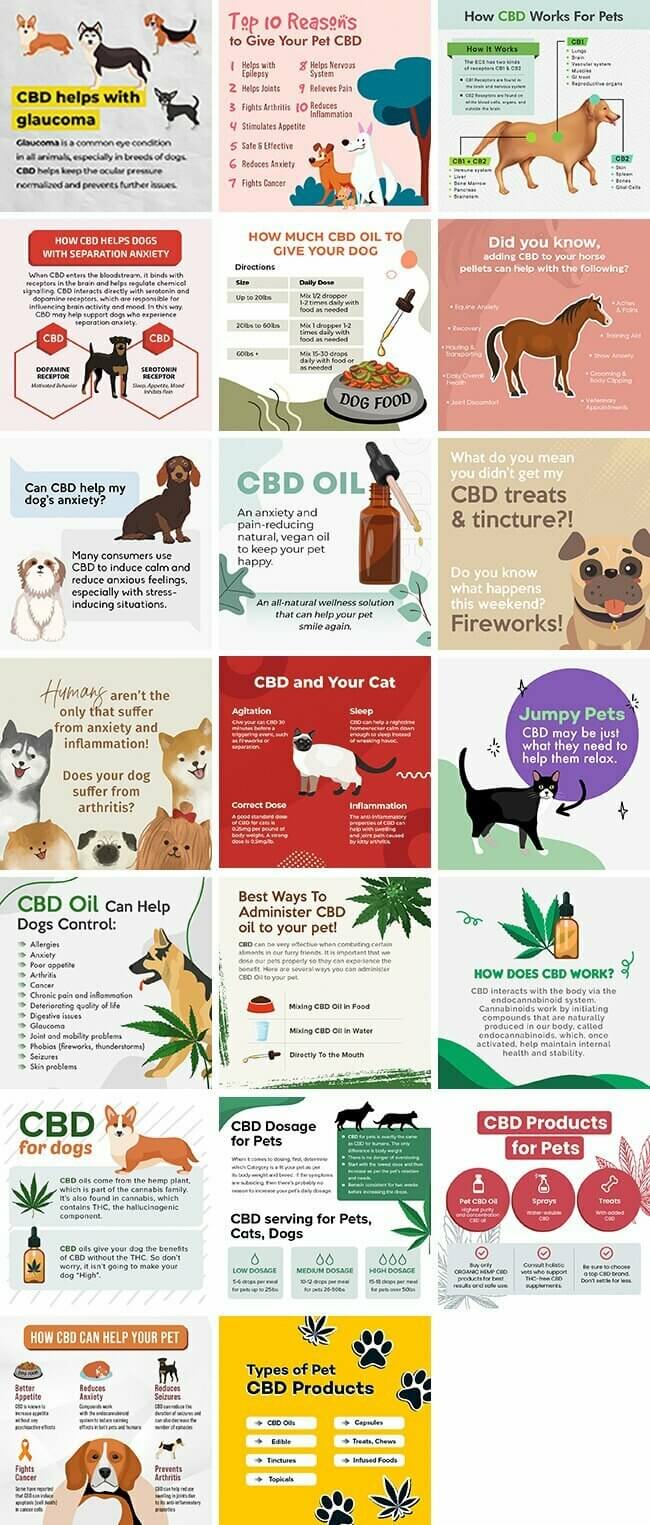 Cbd For Pets Bundle 1 Cbd For Pets Bundle | By Healthinomics